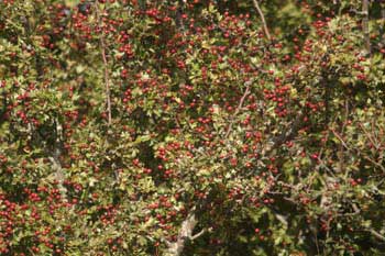 Hawthorn