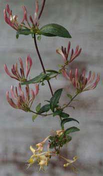 Honeysuckle