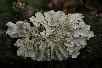 Lichen