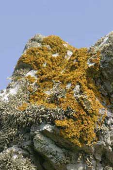 Lichen