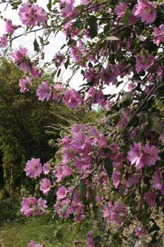 Mallow