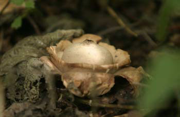 Earthstar mushroom