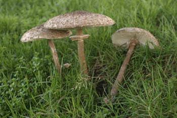 Shaggy Parasol