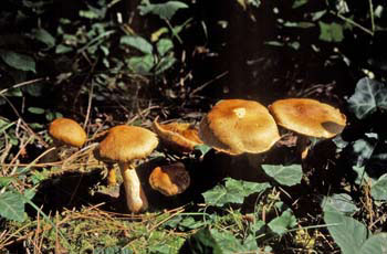 Mushrooms