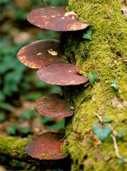 Mushroom steps