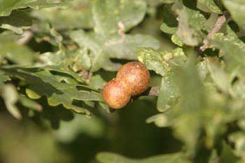 Oak gall