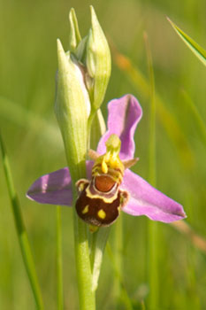 Bee Orchid