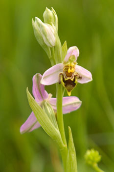 Bee Orchid