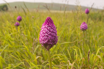 Pyramidal Orchid