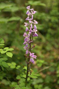 Orchid