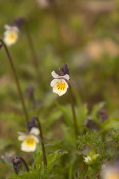 Pale Butterwort