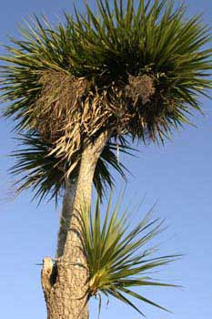 Palm