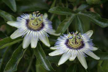 Passion flower