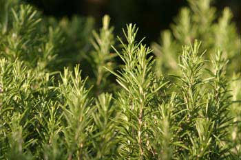 Rosemary