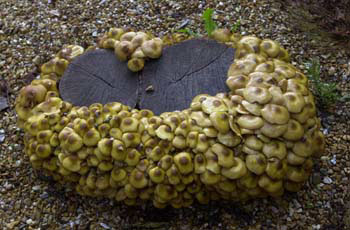 Mushroom on tree stump