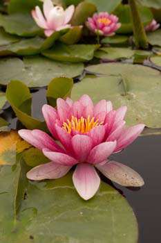 Water lily