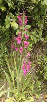 Wild gladiolus