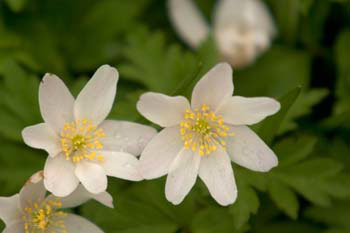 Wood Anemone