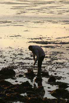 Bait digger