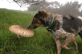 Patsy and mushroom