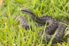 Adder