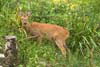 Roe Deer