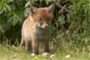 Fox cub