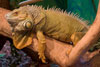 Green Iguana