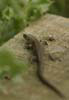 Common Lizard