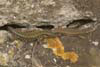 Wall lizard