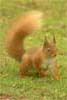 Animal thumbnails
