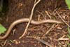 Slowworm