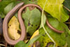 Slowworm