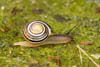 Snail