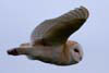 Barn Owl
