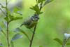 Blue Tit