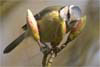 Blue Tit