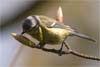 Blue Tit