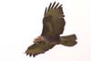 Buzzard