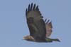 Buzzard