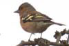 Chaffinch