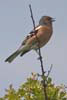 Chaffinch