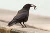 Crow