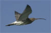 Curlew