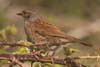 Dunnock