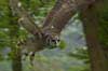 Eagle Owl