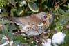 Fieldfare