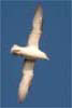 Fulmar