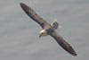 Fulmar
