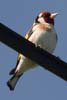 Goldfinch